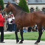 découvrez comment utiliser les haras nationaux pour trouver le cheval idéal grâce à leurs services et ressources spécialisés dans l'élevage et la vente équine.