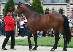 découvrez comment utiliser les haras nationaux pour trouver le cheval idéal grâce à leurs services et ressources spécialisés dans l'élevage et la vente équine.