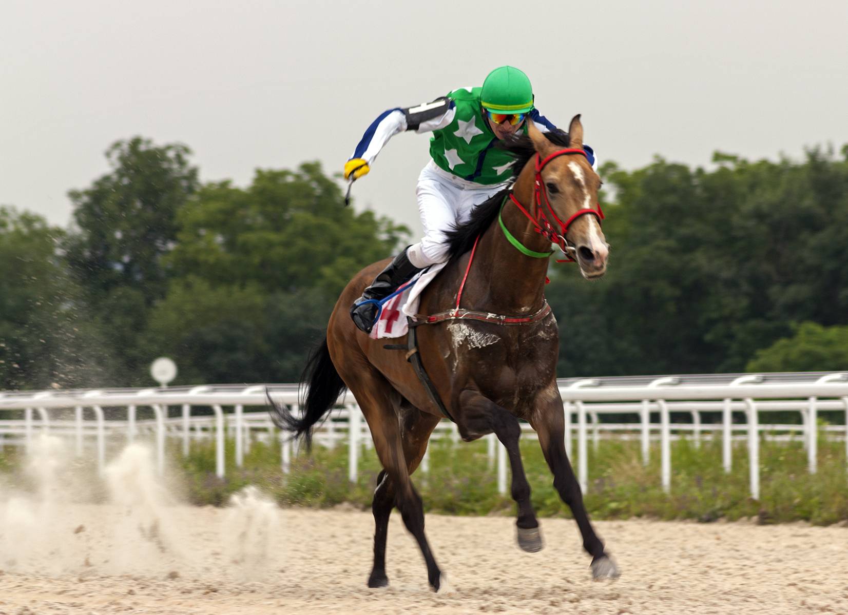 découvrez la vitesse maximale des chevaux et les facteurs influençant leurs performances. apprenez comment l'âge, la race, l'entraînement et l'environnement impactent leur rapidité.