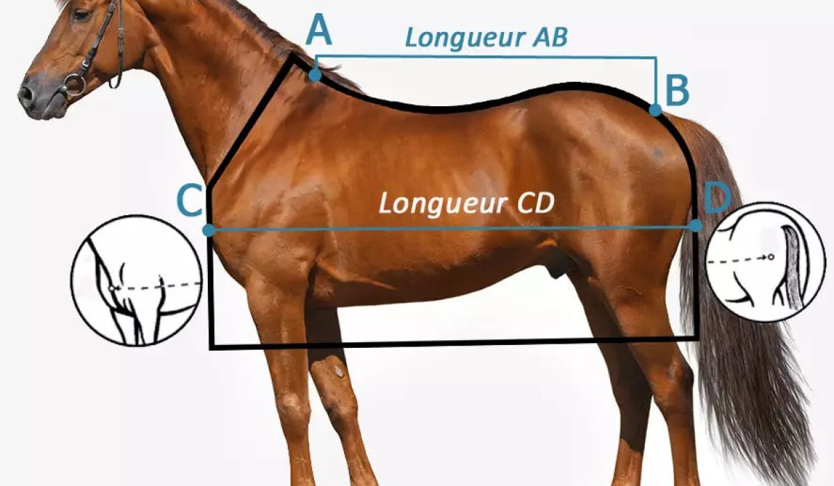 découvrez quelle couverture choisir pour l'assurance de votre cheval et protégez-le efficacement contre les risques liés à la santé, aux accidents et à la responsabilité.