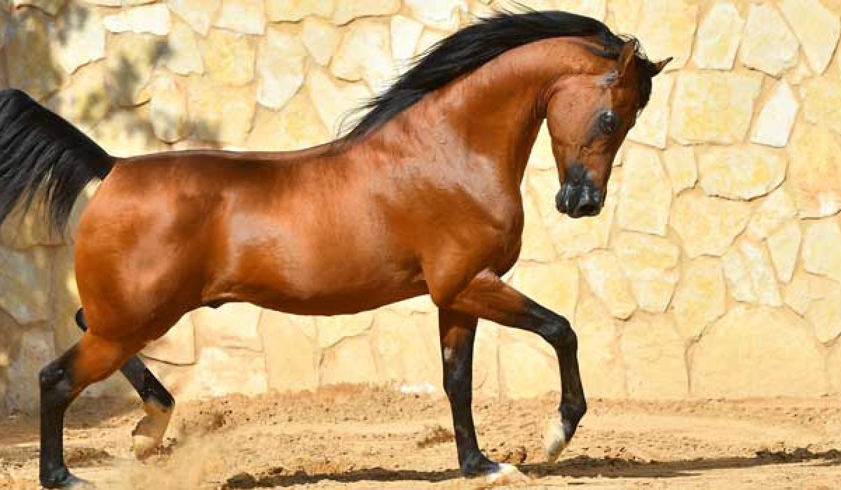 découvrez le cheval akhal-téké, une race rare et élégante reconnue pour sa beauté, sa robe brillante et son incroyable endurance. apprenez-en plus sur son histoire, ses caractéristiques uniques et son rôle dans l'équitation moderne.