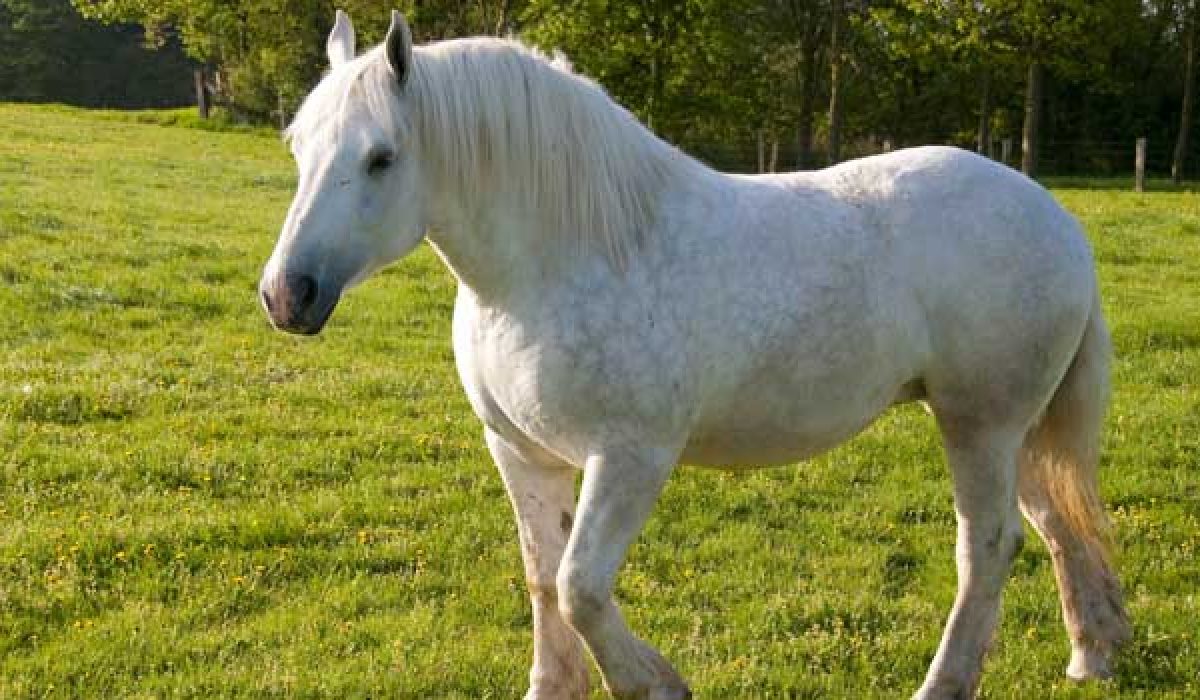 découvrez l'histoire, les traits distinctifs et les méthodes d'élevage du cheval breton, une race robuste et emblématique de bretagne, idéale pour les passionnés d'équitation et d'élevage.