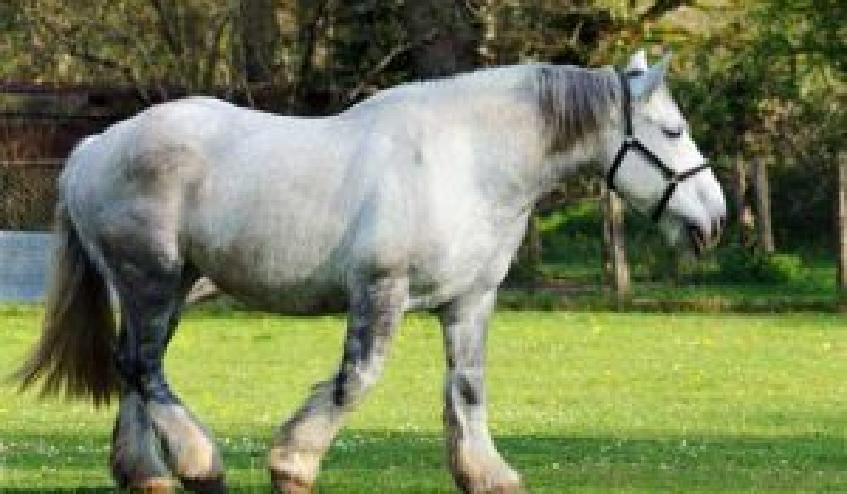 découvrez l'histoire et les origines du cheval comtois ainsi que ses usages traditionnels et modernes dans l'agriculture et l'équitation.