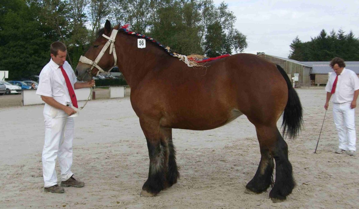 découvrez l'utilité des chevaux de trait et tous nos conseils pour leur entretien : alimentation, soins courants et bonnes pratiques pour assurer leur bien-être au quotidien.
