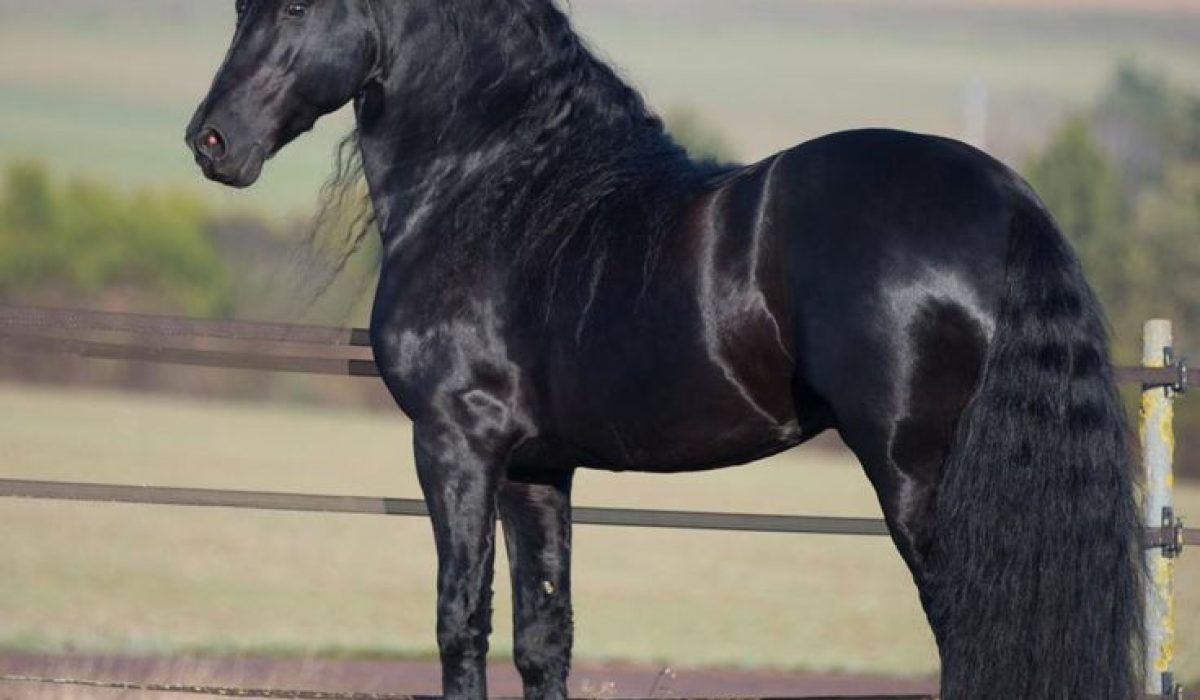 découvrez le cheval frison, une race élégante et majestueuse reconnue pour sa robe noire, sa crinière abondante et son allure gracieuse. informations sur son origine, ses caractéristiques et son utilisation en équitation.