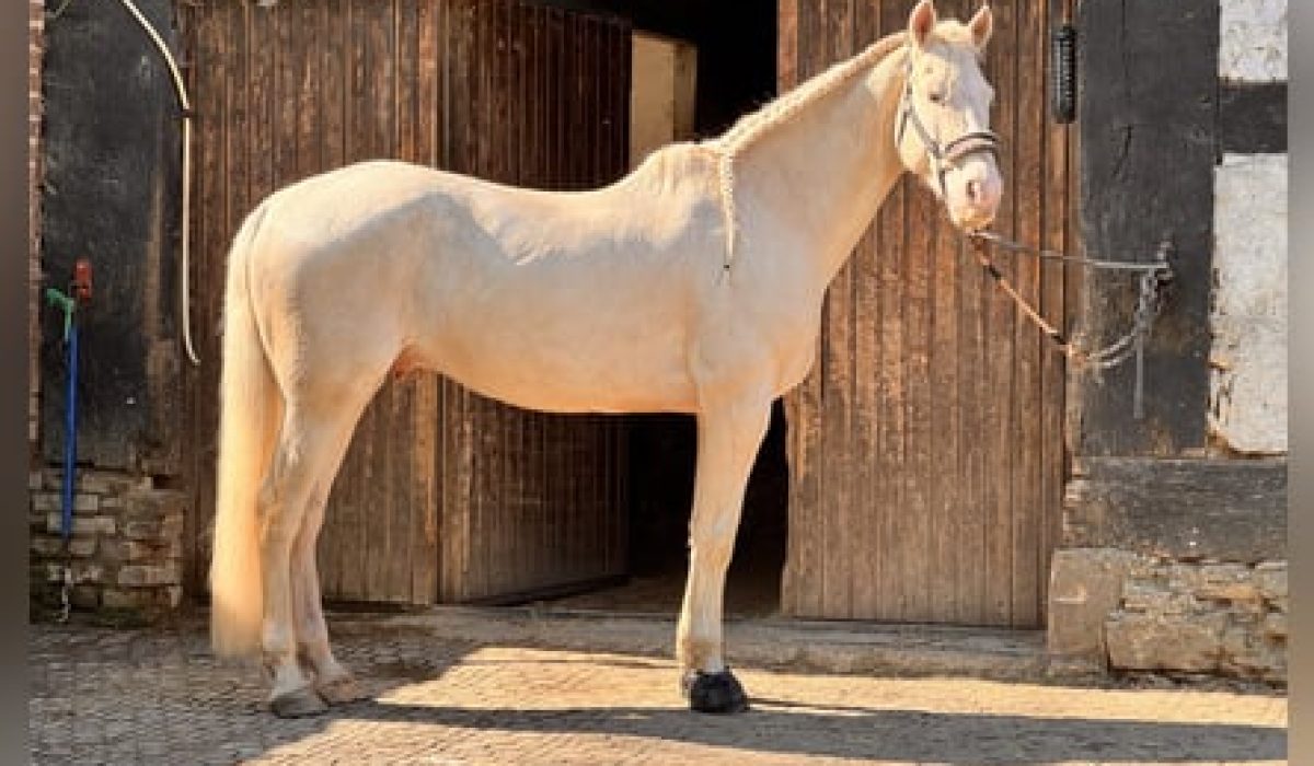 découvrez le cheval idéal à vendre : sélection de chevaux adaptés à tous niveaux, conseils personnalisés et accompagnement pour trouver votre compagnon parfait. rendez-vous dès maintenant pour saisir votre opportunité !