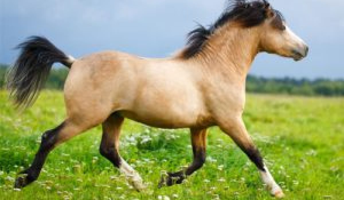 découvrez tout sur le cheval isabelle : ses caractéristiques, son pelage unique, son tempérament et des informations essentielles pour les passionnés d'équitation.