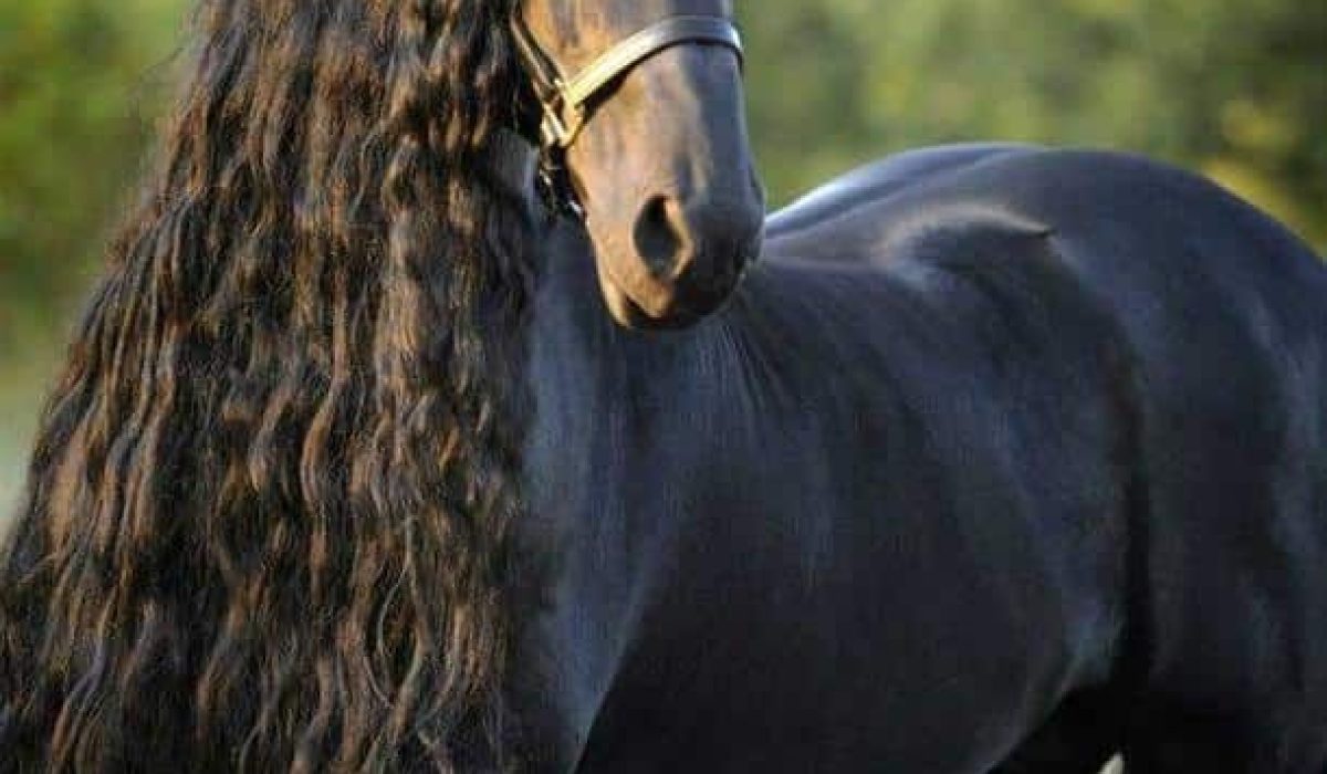 découvrez les chevaux les plus beaux du monde, leurs caractéristiques uniques et ce qui les rend exceptionnels aux yeux des passionnés.