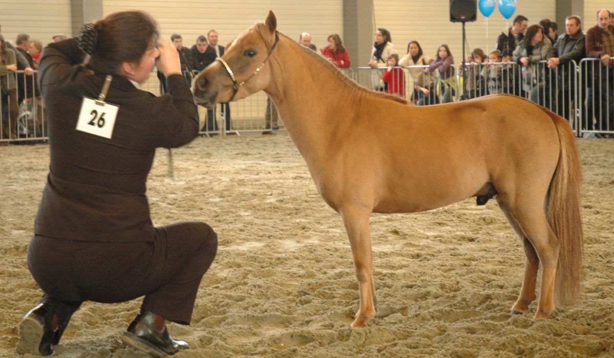 découvrez tout ce qu'il faut savoir sur le cheval miniature dans notre guide complet : caractéristiques, soins, élevage et bien plus pour bien s'occuper de ce petit cheval charmant.