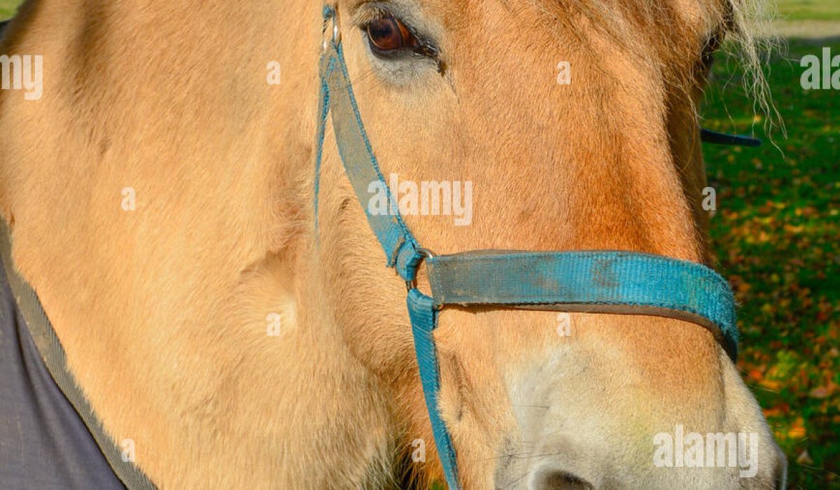 découvrez tout sur le cheval percheron : ses origines, ses caractéristiques, son tempérament et ses utilisations aujourd’hui. un guide complet pour les passionnés de chevaux et les amateurs de cette race emblématique.