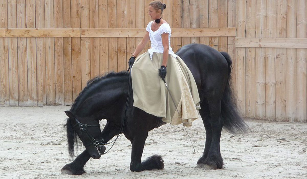 découvrez l'origine fascinante des chevaux frisons et les secrets de leur élevage, une race élégante appréciée pour sa beauté et son tempérament exceptionnel.