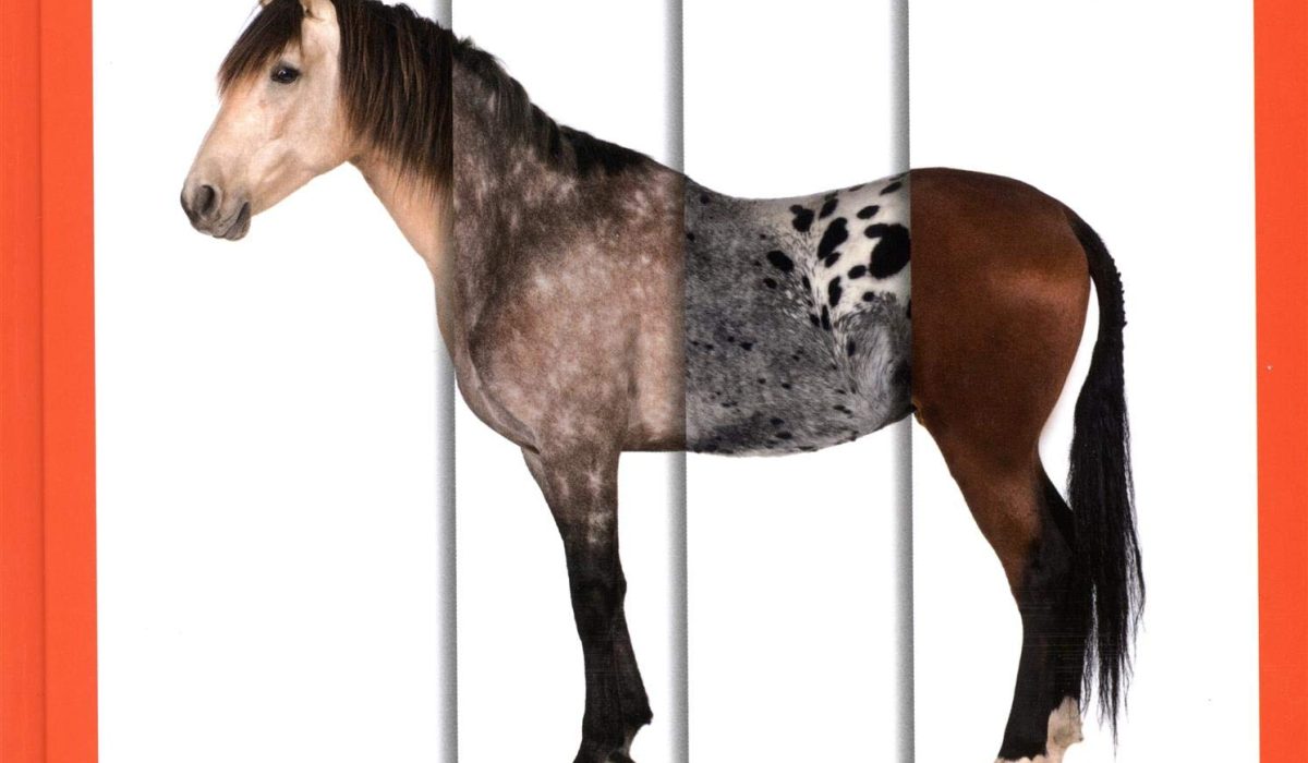 découvrez comment choisir la robe idéale pour votre cheval en tenant compte de son tempérament, son utilisation et les différentes variantes de robes équines.