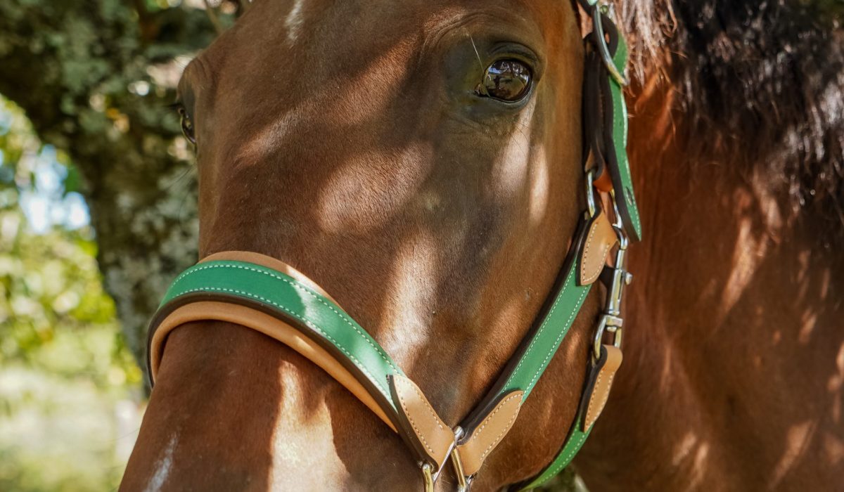 découvrez comment bien choisir et utiliser un licol pour assurer confort et sécurité à votre cheval. conseils pratiques et astuces pour adapter le licol à chaque situation.