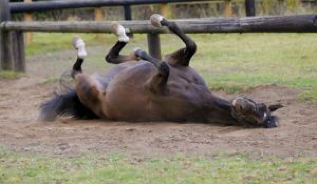 découvrez comment agir rapidement face à une colique chez le cheval pour assurer son bien-être et éviter les complications graves.