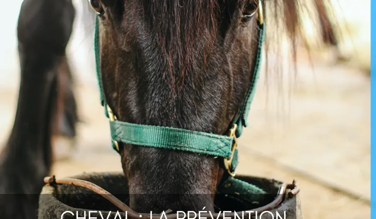 découvrez comment reconnaître, comprendre et agir efficacement face à la colique du cheval pour assurer sa santé et son bien-être.