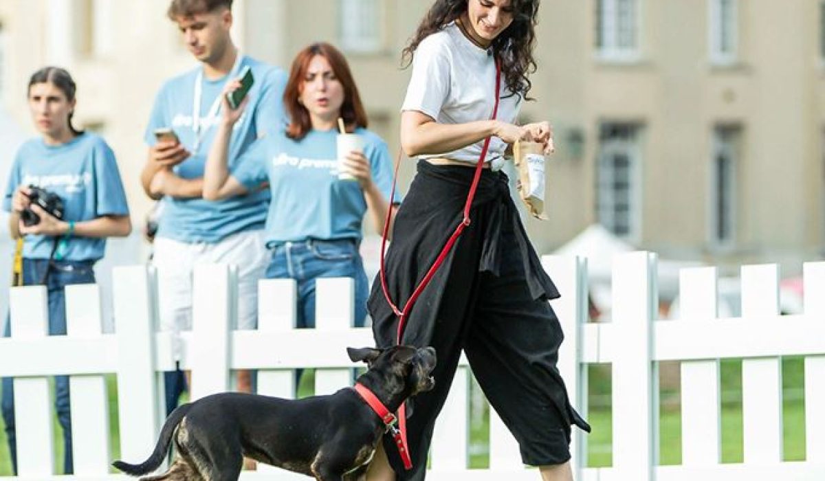 découvrez des conseils efficaces pour le dressage canin, adaptés à toutes les races et à tous les niveaux, pour un chien obéissant et équilibré.