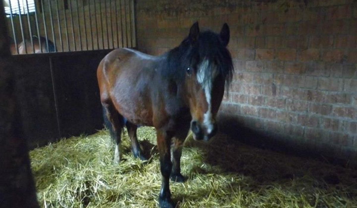 forum cheval annonces : achetez ou vendez vos chevaux en toute confiance grâce à notre plateforme sécurisée et conviviale dédiée aux passionnés d'équitation.