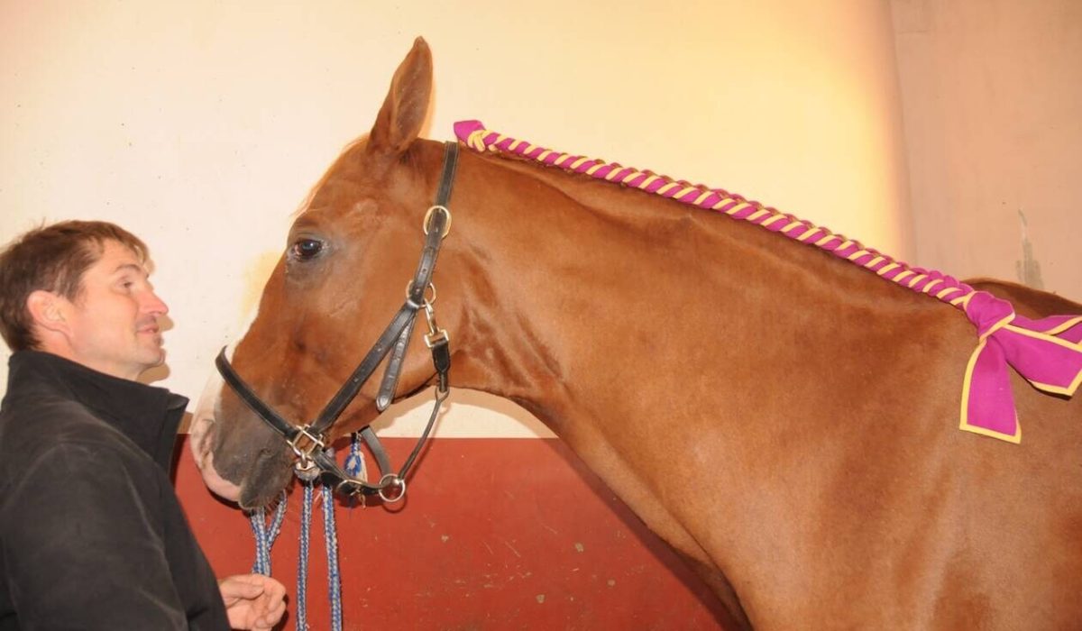découvrez le rôle de l'ifce (institut français du cheval et de l'équitation) et ses principaux services dédiés aux professionnels de la filière équine : formations, accompagnement, réglementation et innovations au service du monde du cheval.