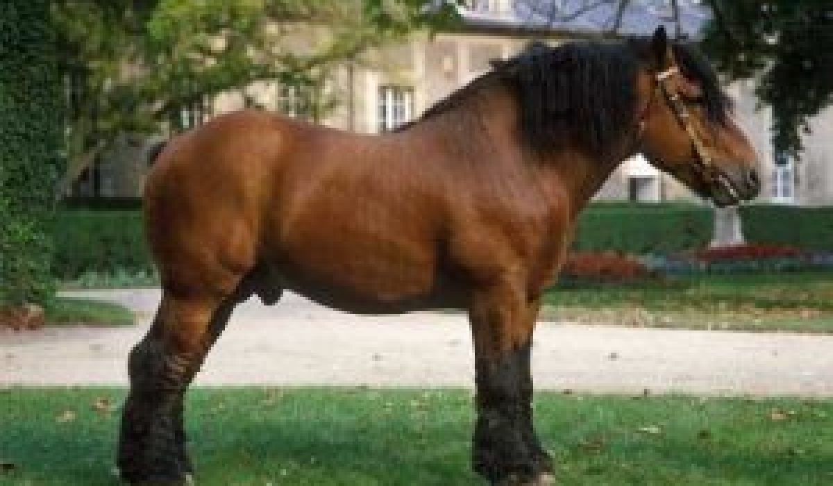 découvrez l'histoire fascinante du cheval shire, ses caractéristiques uniques et ses usages traditionnels dans l'agriculture et le travail.