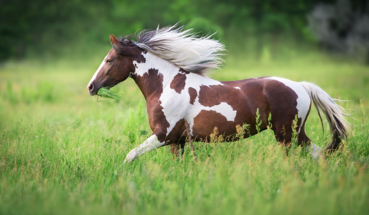 découvrez le paint horse, une race de cheval polyvalente et colorée, reconnue pour son élégance, sa robustesse et son tempérament exceptionnel.