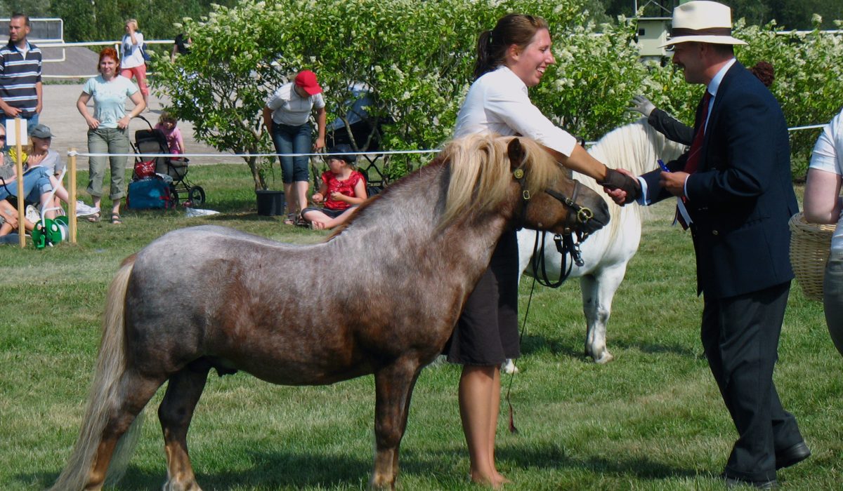 découvrez le poney shetland : une race de petits poneys robustes, parfaits pour les enfants et les débutants. apprenez tout sur leur caractère, leurs soins et leur utilisation en équitation.
