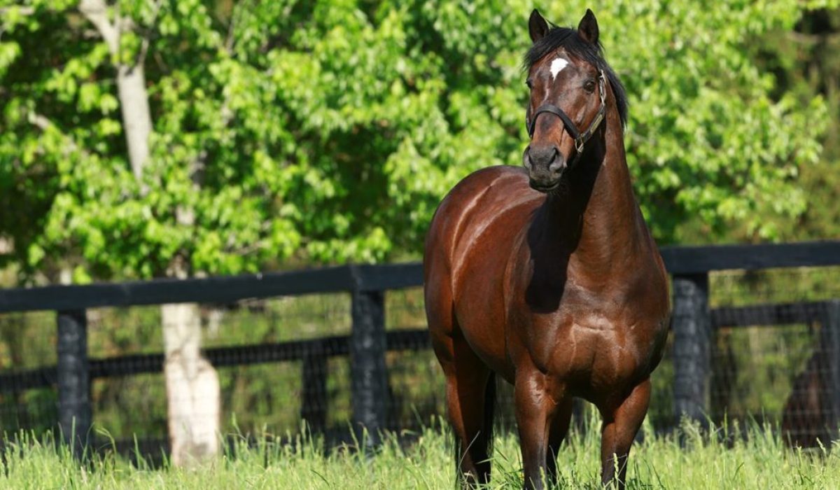 découvrez le prix du cheval le plus cher au monde, les facteurs qui influencent sa valeur et les records historiques dans le domaine équestre.