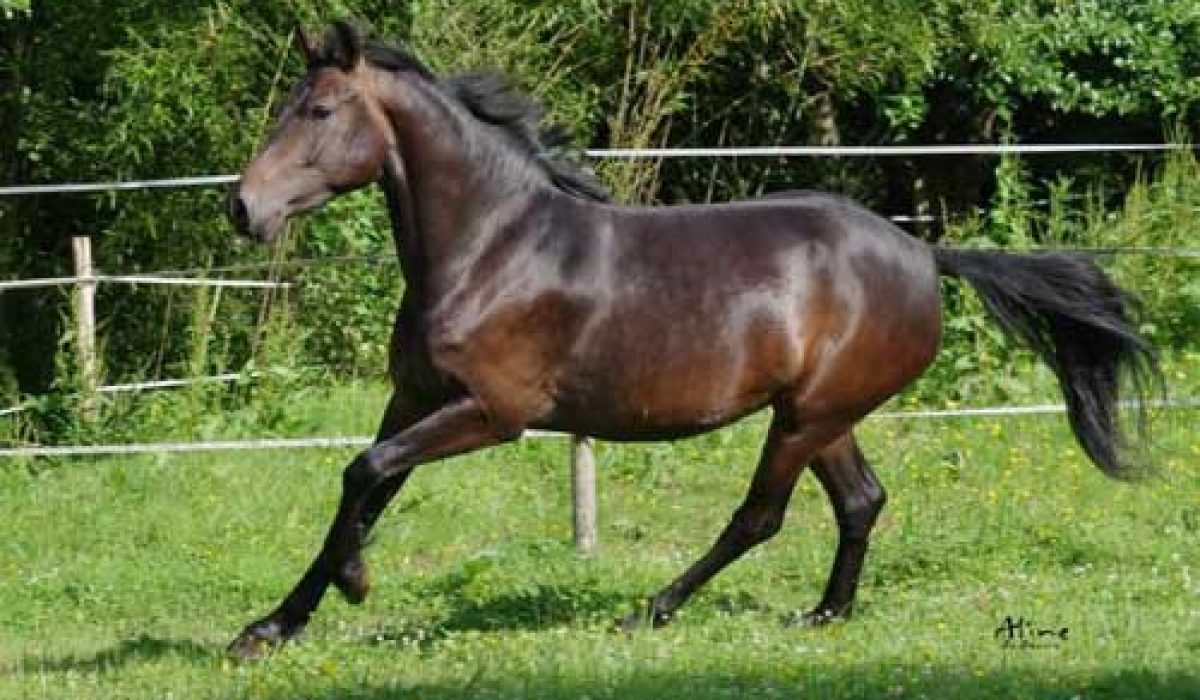 découvrez les différentes races de chevaux et leurs spécificités uniques, de leur origine à leurs caractéristiques physiques et tempéraments, pour mieux comprendre ces magnifiques animaux.