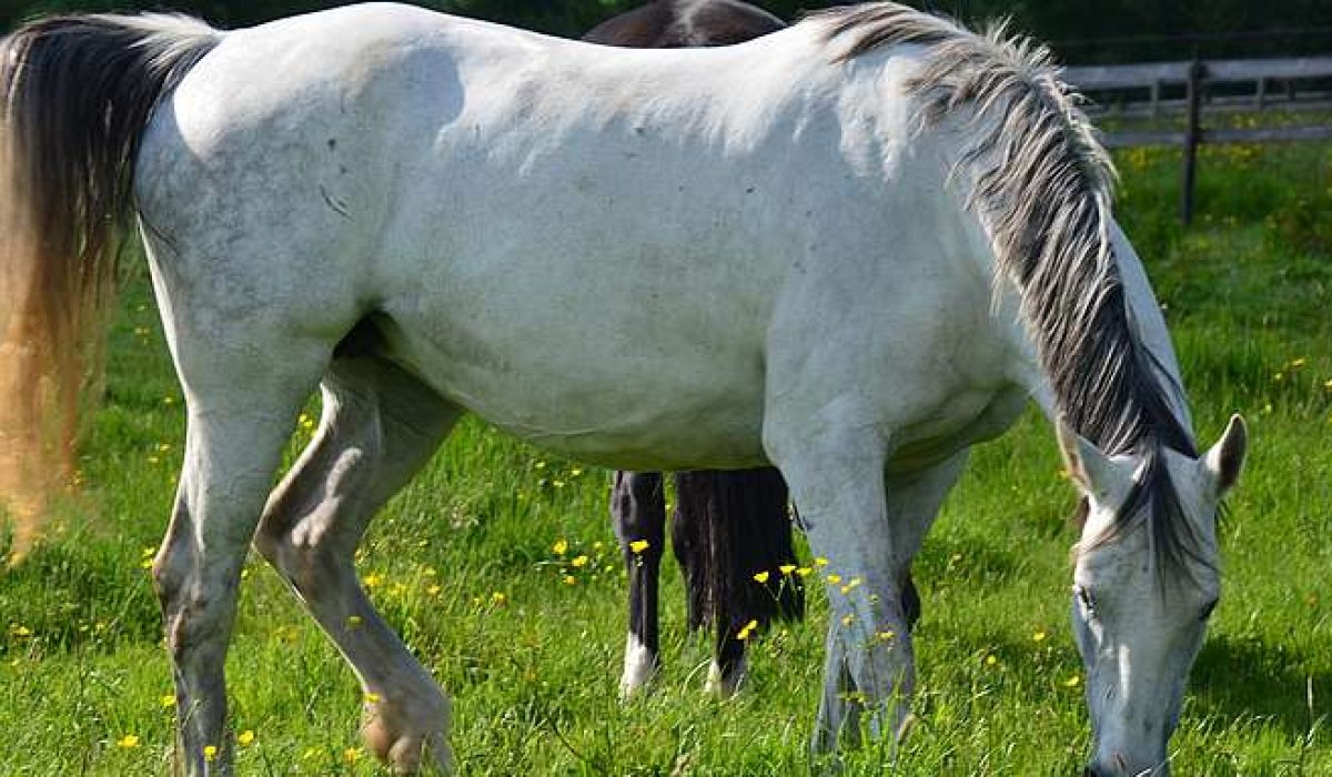 découvrez les étapes clés pour réussir la saillie du cheval et assurer une reproduction optimale. conseils pratiques et guide complet pour éleveurs.
