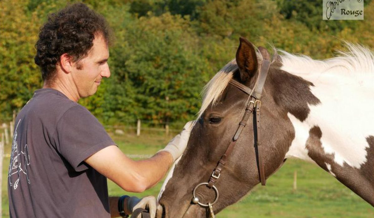 découvrez nos conseils essentiels pour réussir la vente de votre cheval rapidement et au meilleur prix. guide complet pour vendeurs de chevaux.