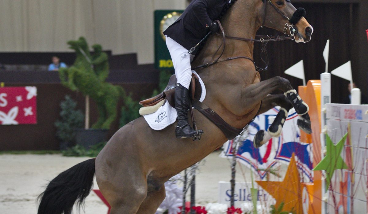 découvrez la selle français, un cheval d’exception alliant élégance et performance, idéal pour les passionnés d’équitation exigeants.