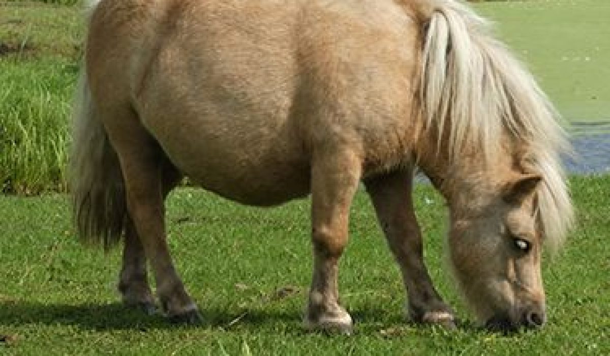 découvrez tous les conseils et astuces pour assurer un soin quotidien optimal à votre poney : alimentation, pansage, hygiène et bien-être. offrez à votre compagnon une routine adaptée à ses besoins !
