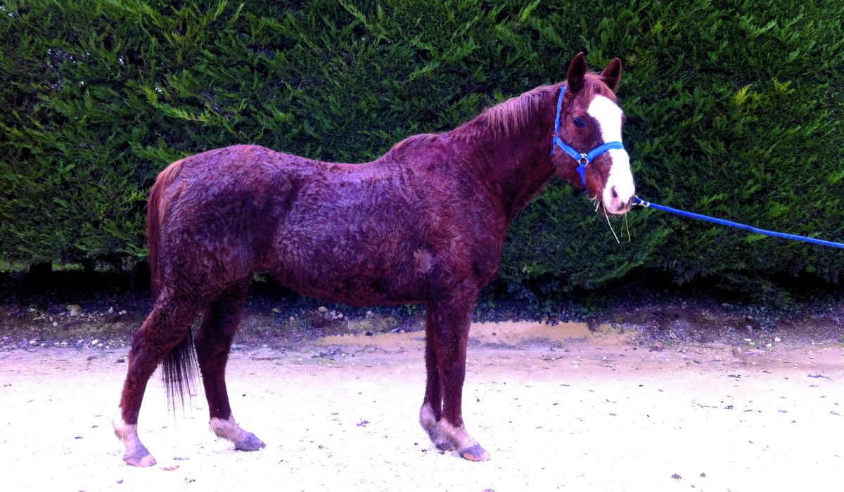 découvrez les symptômes du syndrome de cushing chez le cheval et les traitements disponibles pour améliorer sa santé et son bien-être.