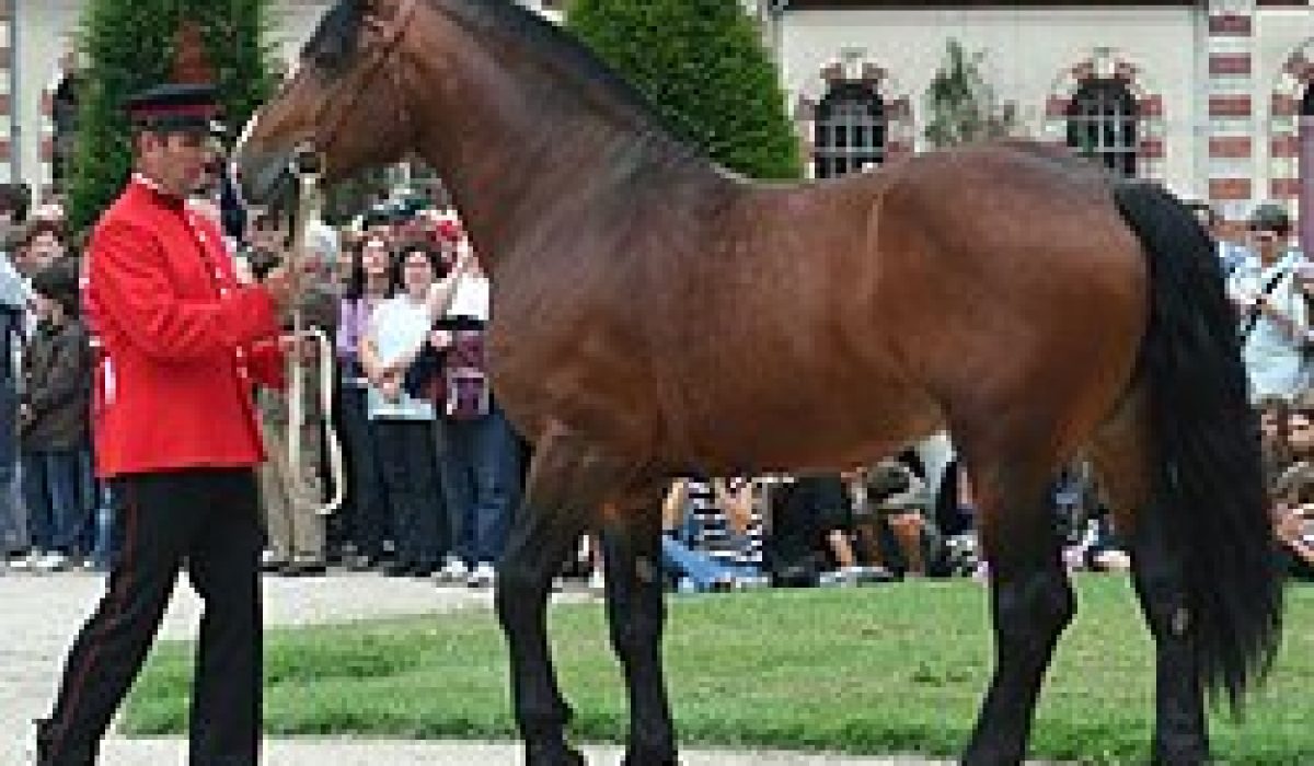 découvrez comment utiliser les haras nationaux pour trouver le cheval idéal grâce à leurs services et ressources spécialisés dans l'élevage et la vente équine.